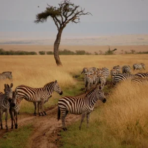 Kenya Migration Escape